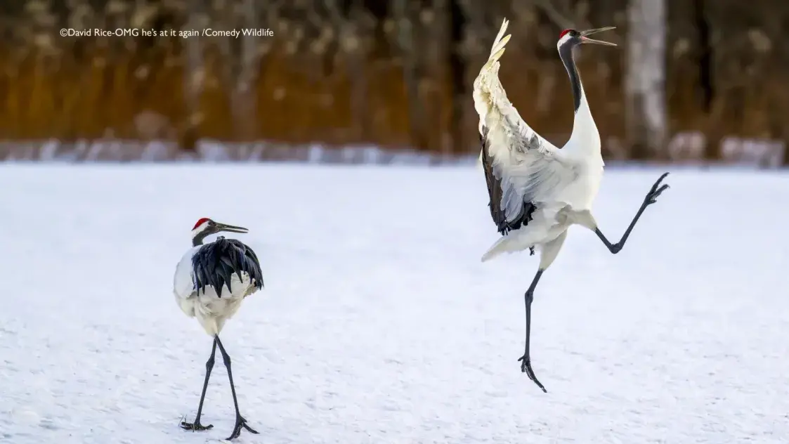 Смешная природа: комичные фото животных конкурса Comedy Wildlife 2025