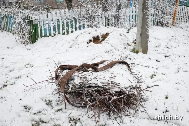 Смаргонскія энергетыкі паказалі, як яны абнаўляюць гнёзды для буслоў