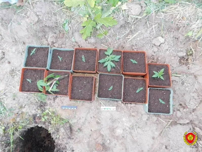 Жыхар Браслава вырошчваў каноплі ў зарасніку баршчэўніку