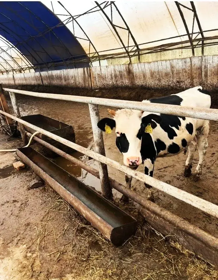 Асуджаны дырэктар-хабарнік з Добруша прынёс "зэкаўскія парадкі" на Віцебшчыну — СМІ