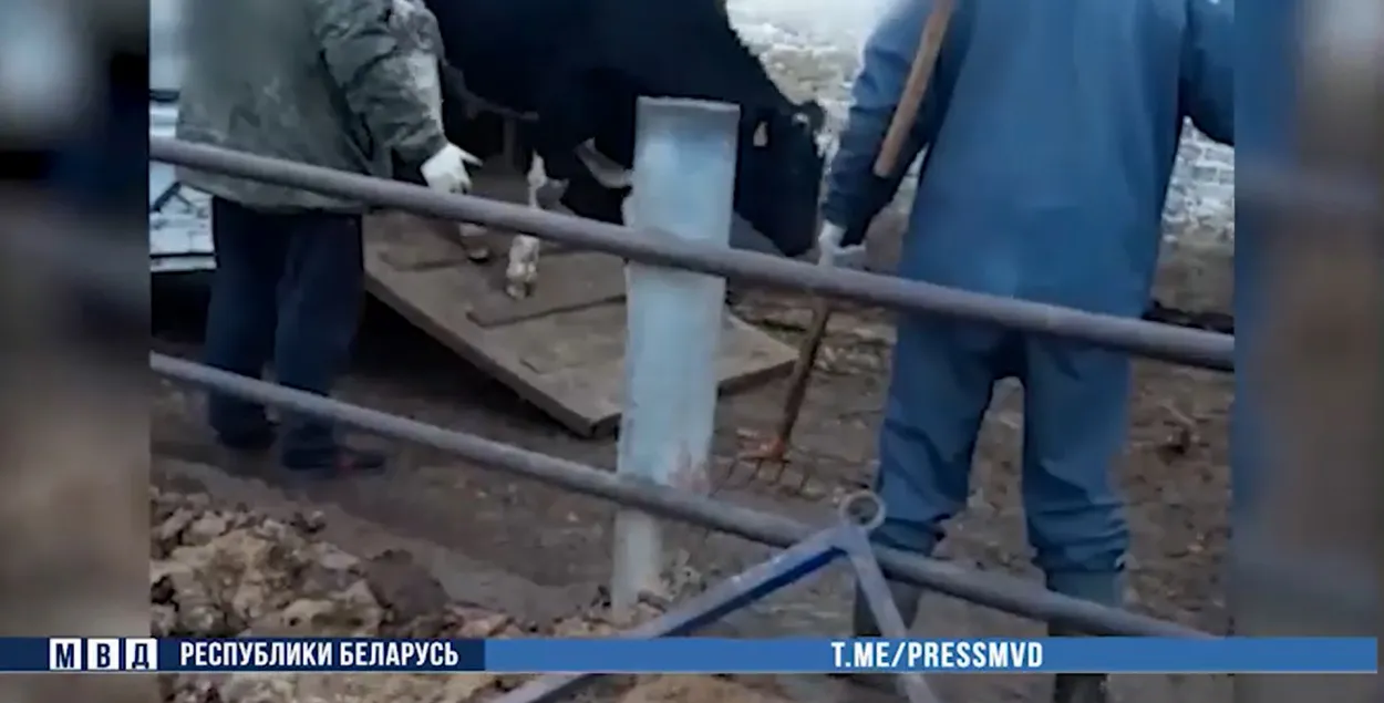 Скрыншот відэа з крадзенымі каровамі / МУС

