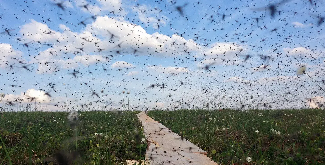 Атака мошек /&nbsp;/ National Geographic

