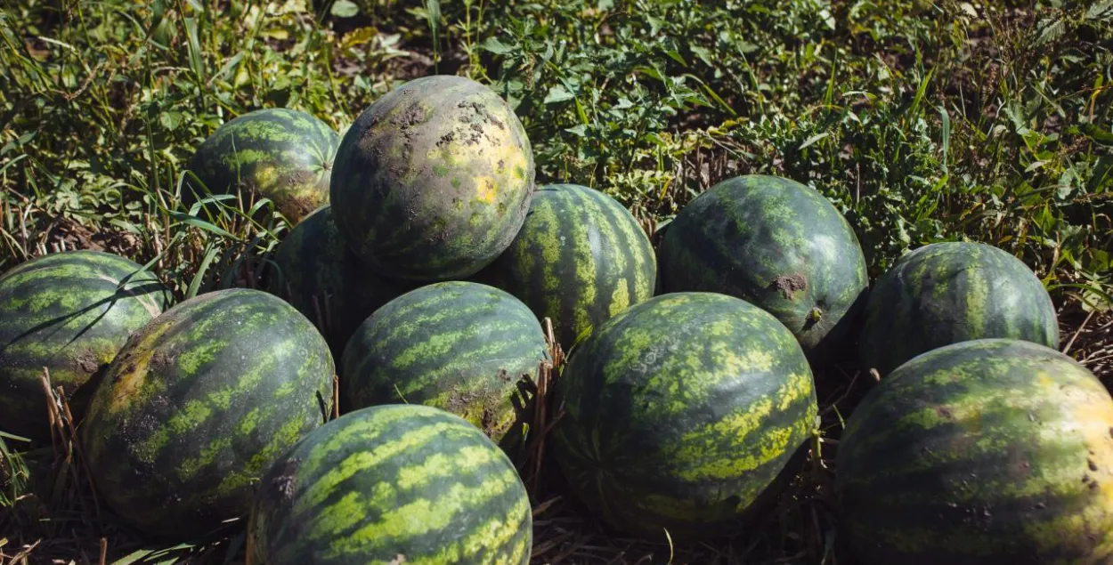 З-за змянення клімату эканоміка Беларусі губляе $100 млн штогод 