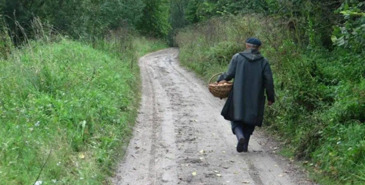 Заблудившихся пенсионерок ищут в лесах Витебской области уже несколько дней