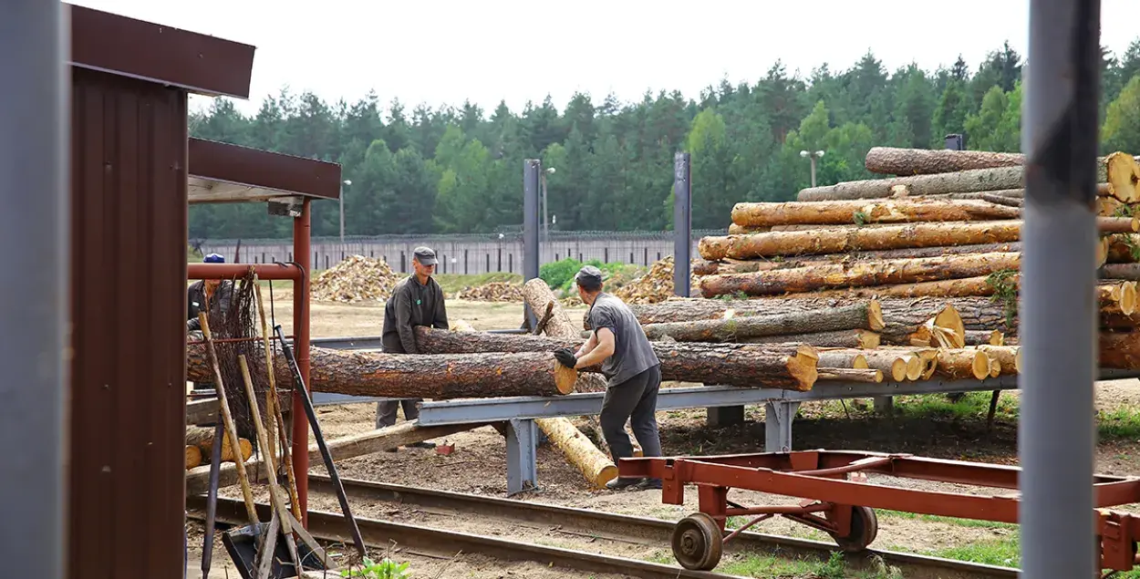 Шэраг мэблевых гігантаў фінансуе рэжым Лукашэнкі, закупляючы драўніну, нарыхтаваную ў калоніях Беларусі / intex-press
