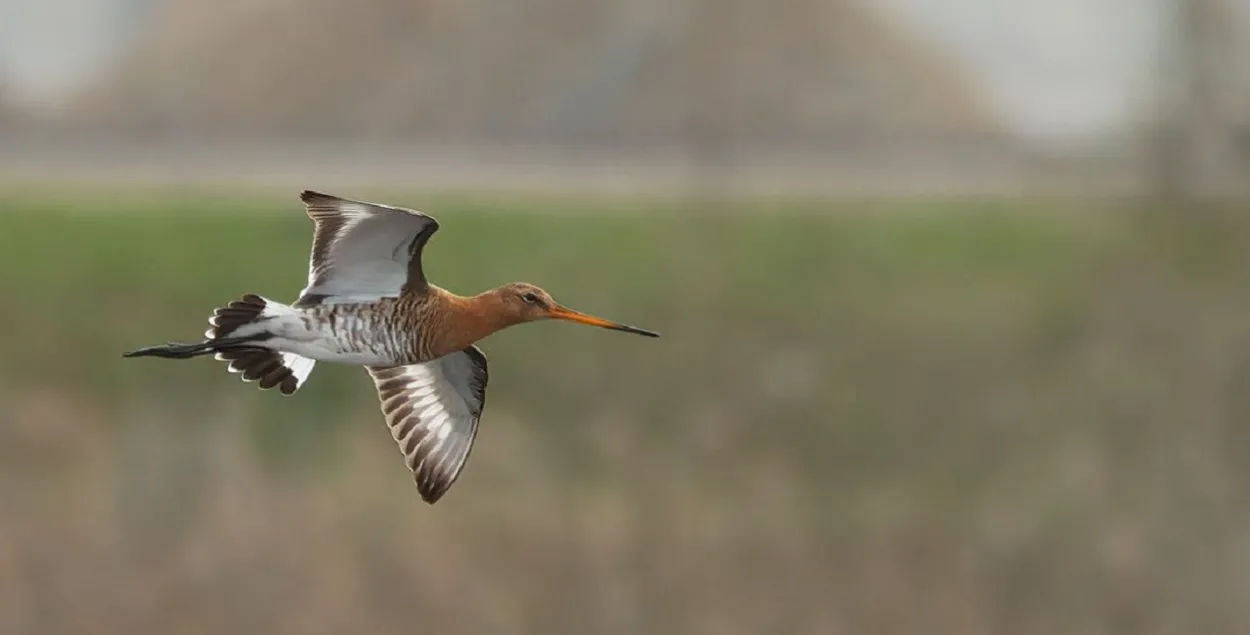 У Беларусі сапраўдная вясна / t.me/wildlifebelarus/
