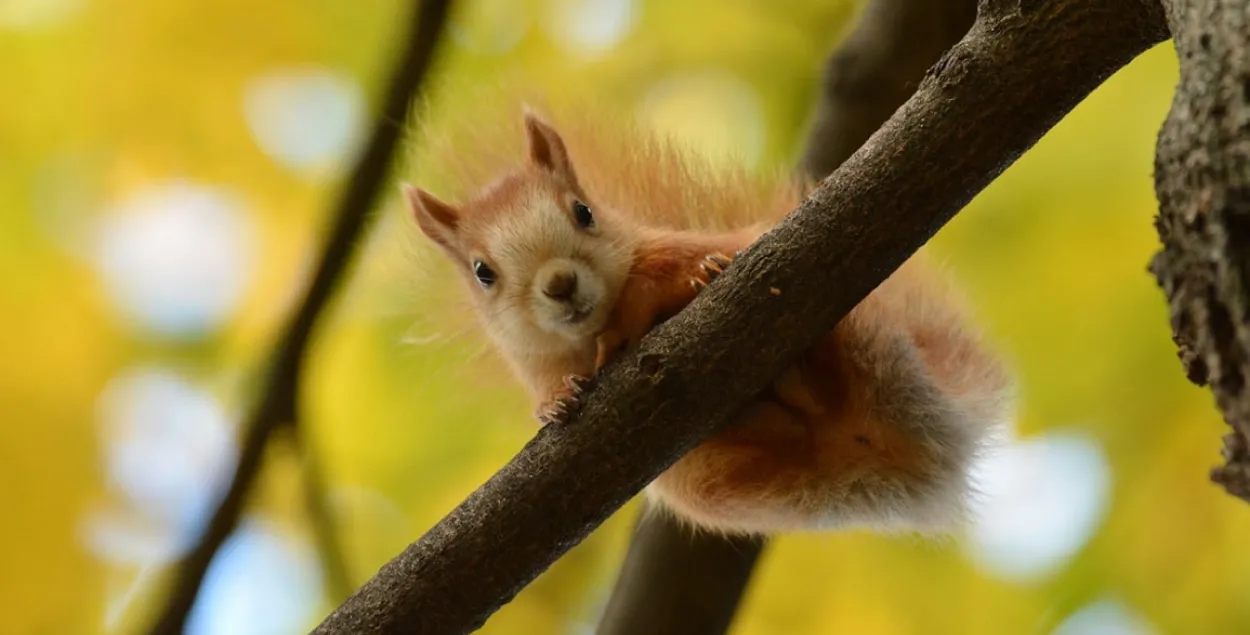 Восень у Беларусі / t.me/wildlifebelarus
