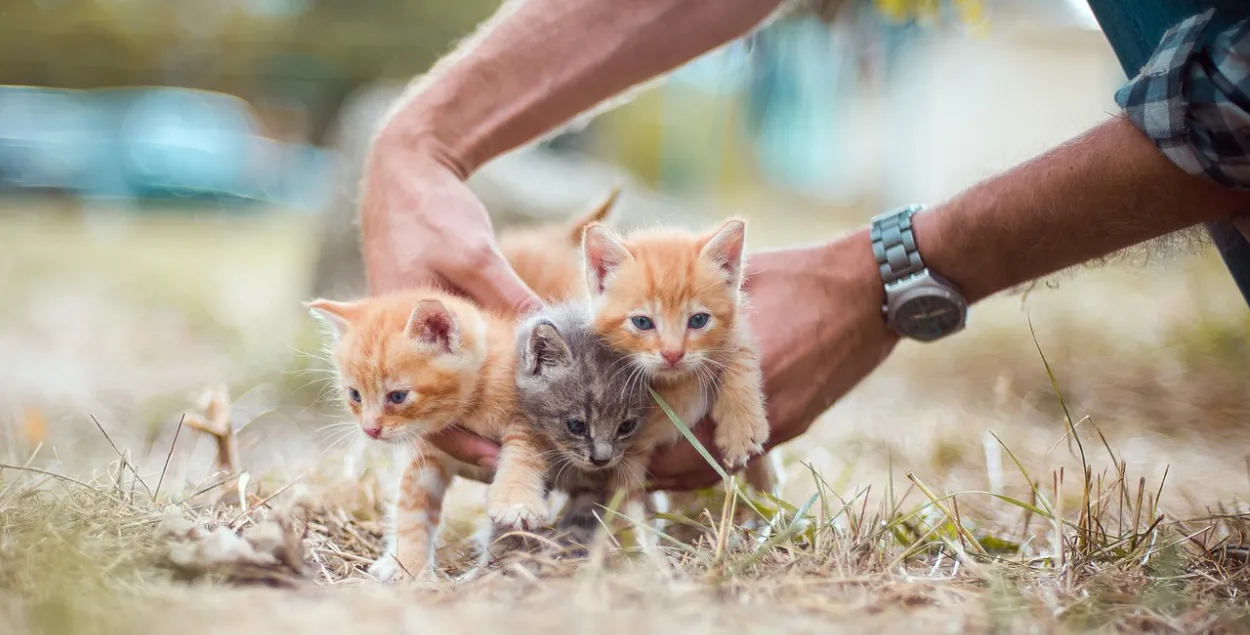 Трое из четырех котят погибли / Иллюстрационное фото pixabay.com
