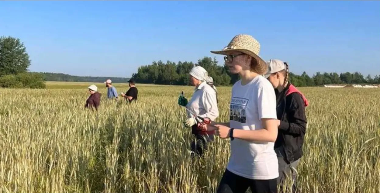 Настаўнікі на праполцы палёў / instagram.com/school_polese
