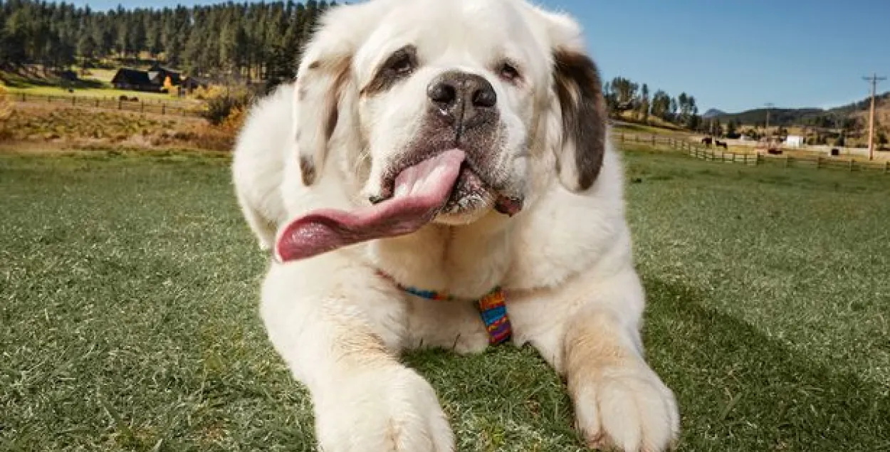 Вызначылі сабаку з самым доўгім языком у свеце (відэа)