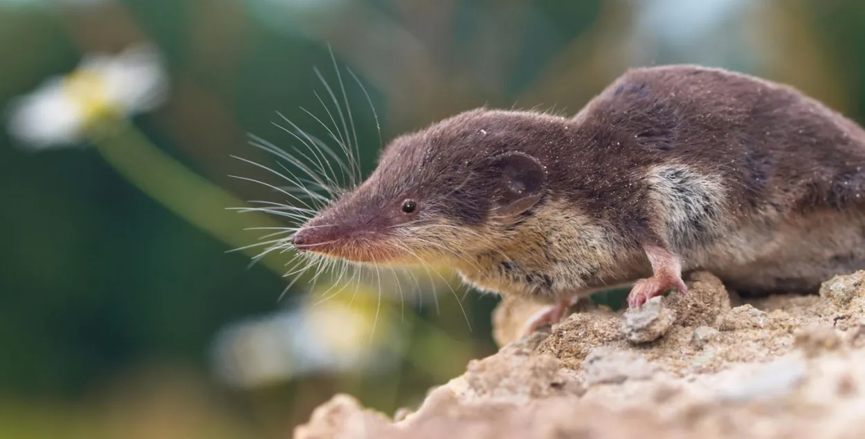 Землеройка или бурозубка (Sorex minutus) /&nbsp;Getty Images
