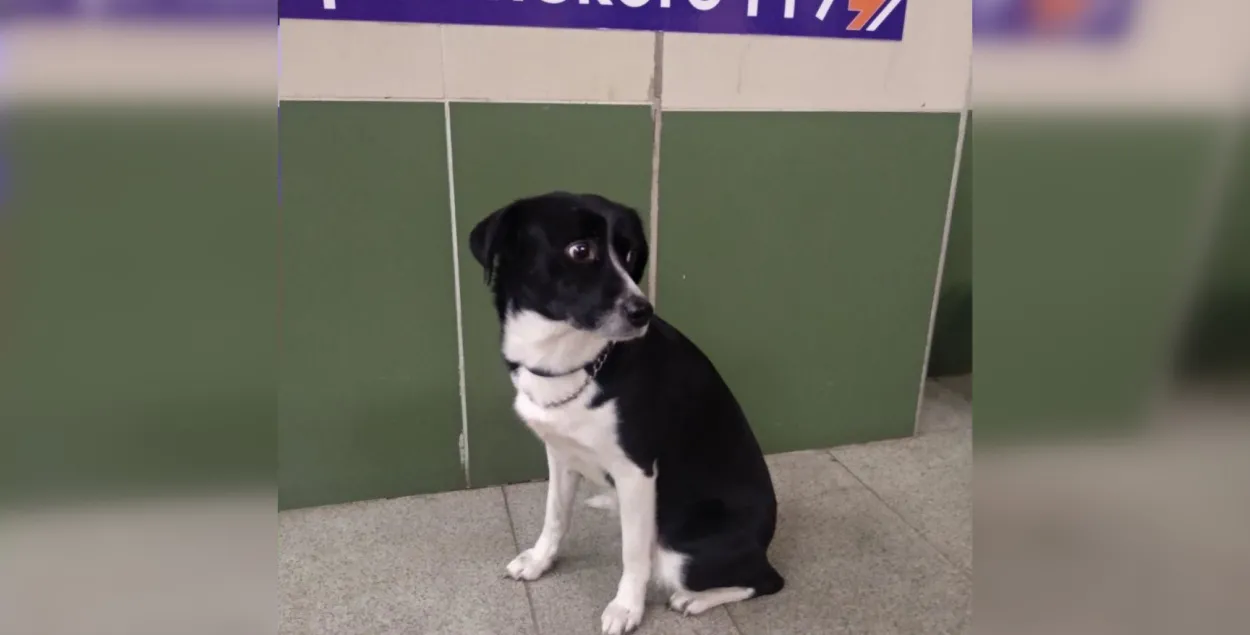 This dog was terrified by petards and ran away from his owners / Euroradio