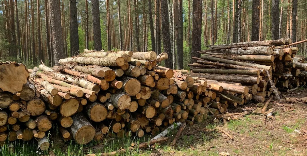 Лукашэнка прызнаў праблему з экспартам прадукцыі дрэваапрацоўкі з-за санкцый