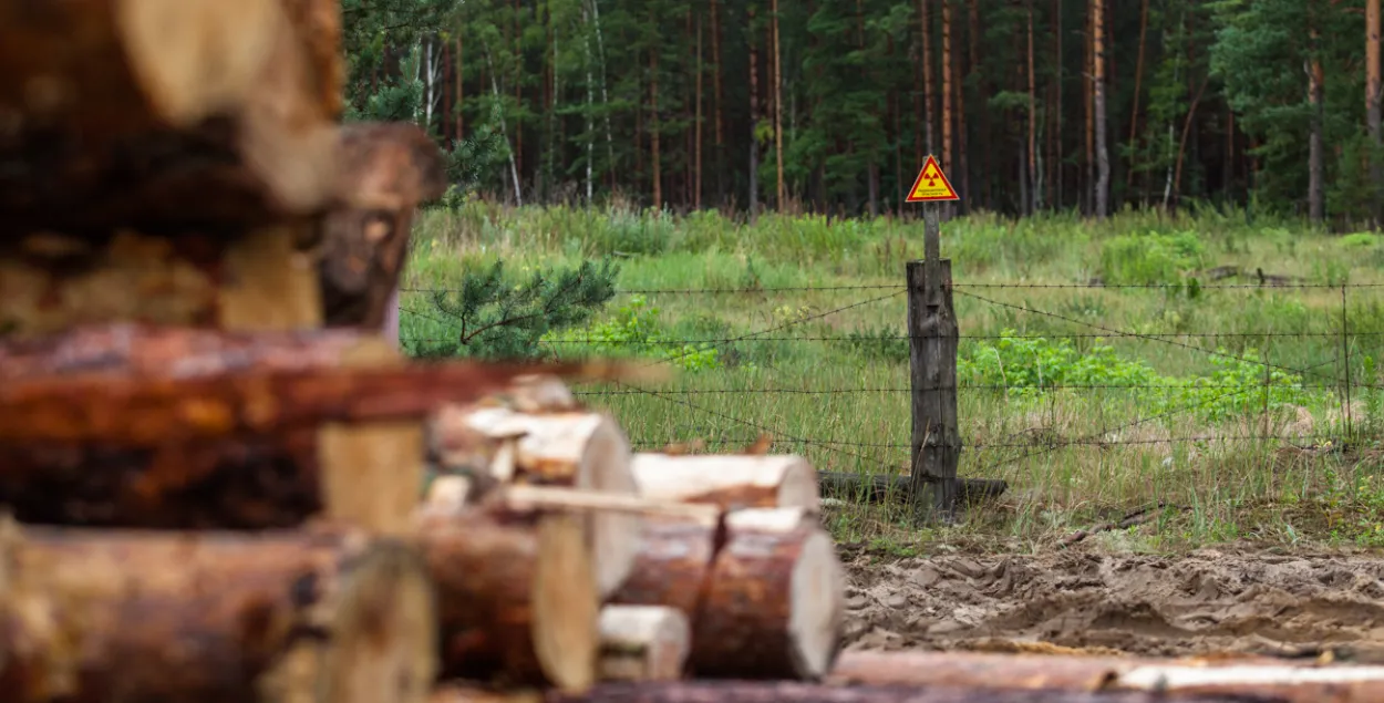 Wood from the contaminated area in Narowla district. Very soon, it will become a valuable round timber.
