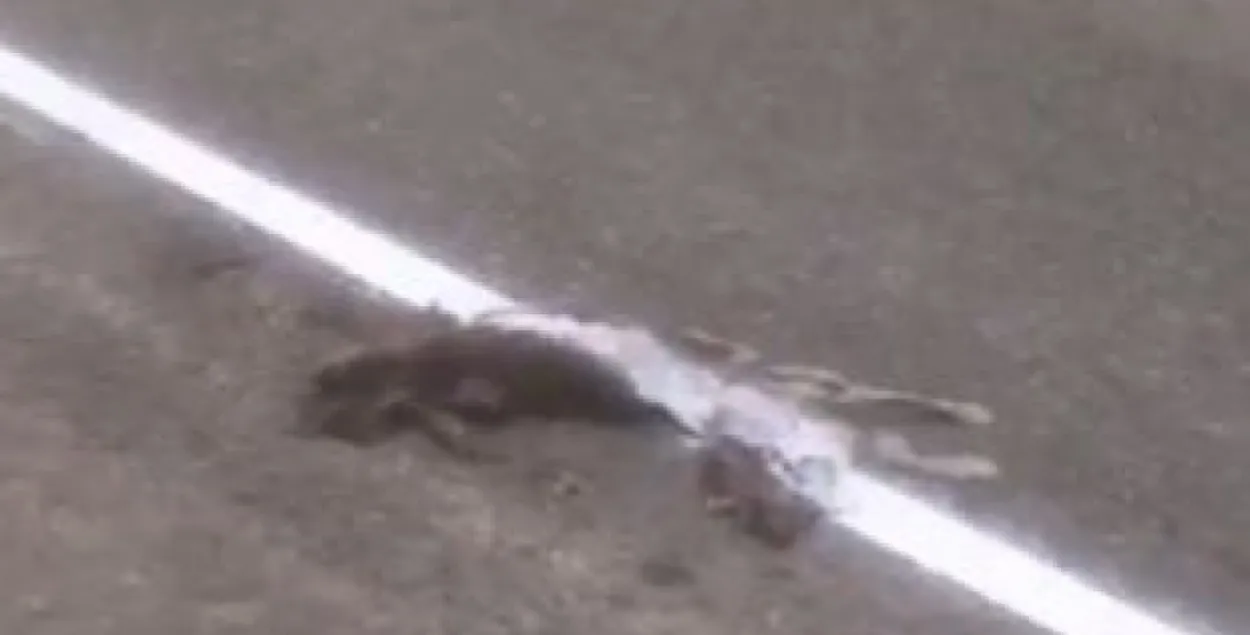 Фото: скриншот с видео