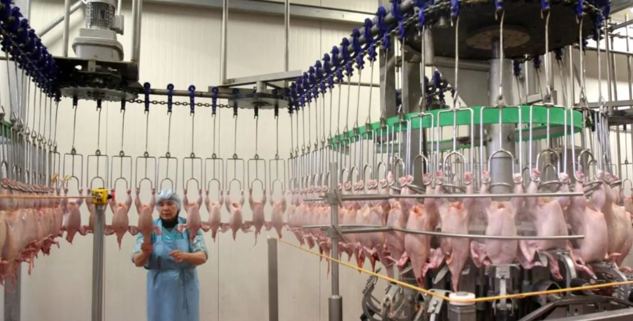 У цэху Віцебскай бройлернай птушкафабрыкі / produkt.by
