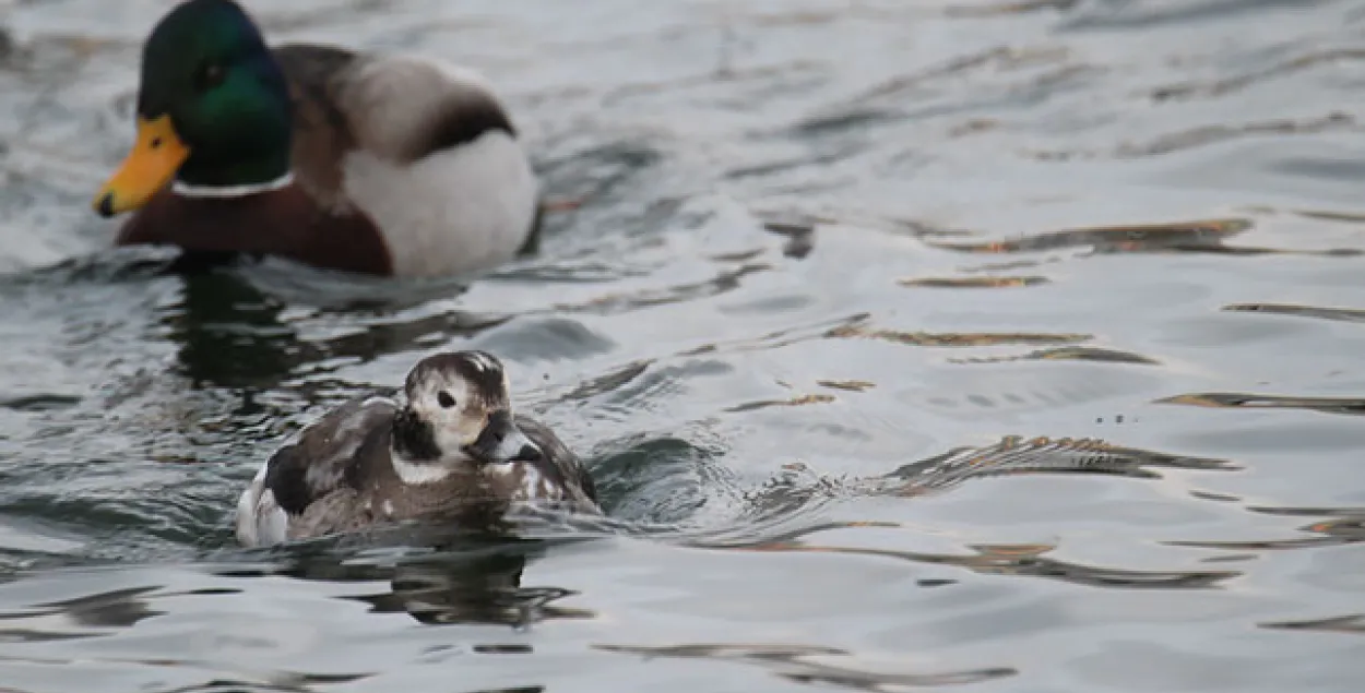facebook.com/APB.BirdLife.Belarus