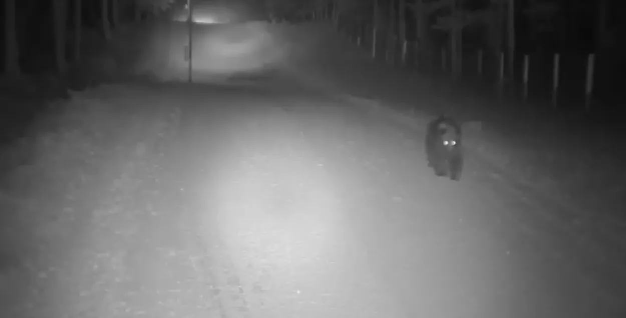 Фото: скриншот с видео.​