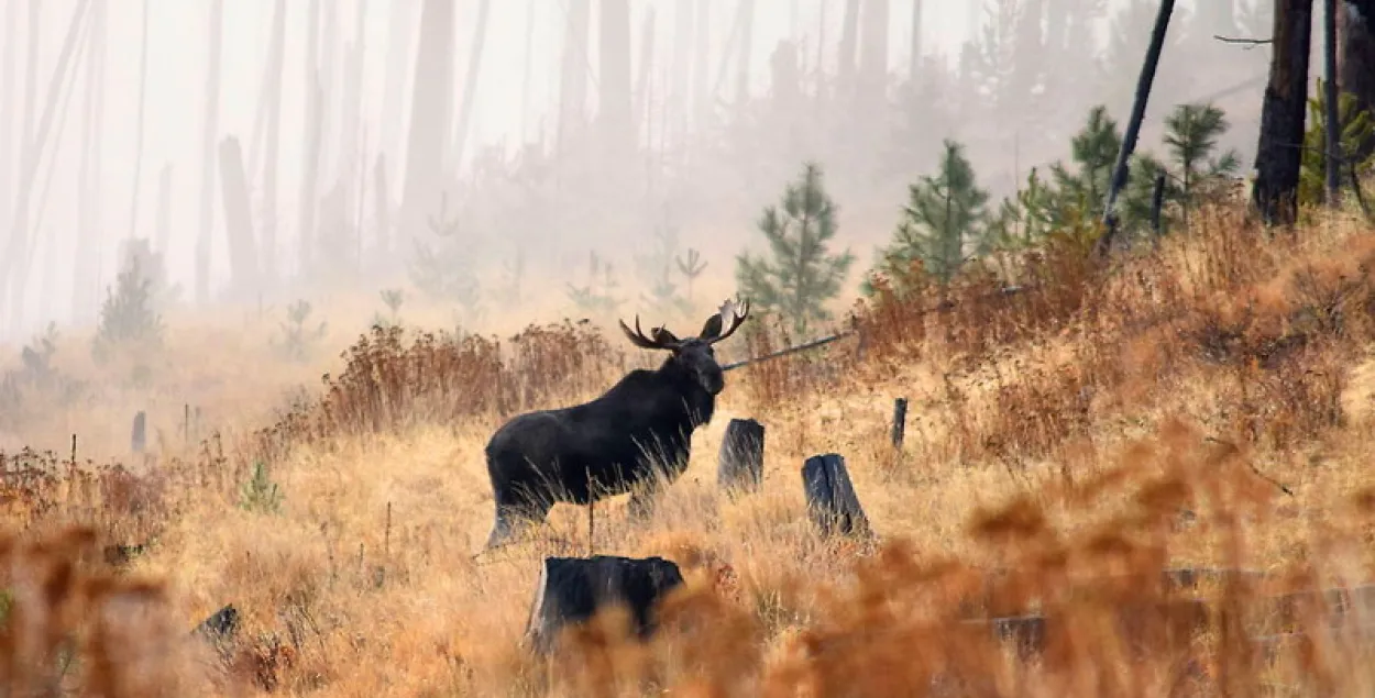 Охотник думал, что стрелял в лося / иллюстративное фото&nbsp;huntland.ru
