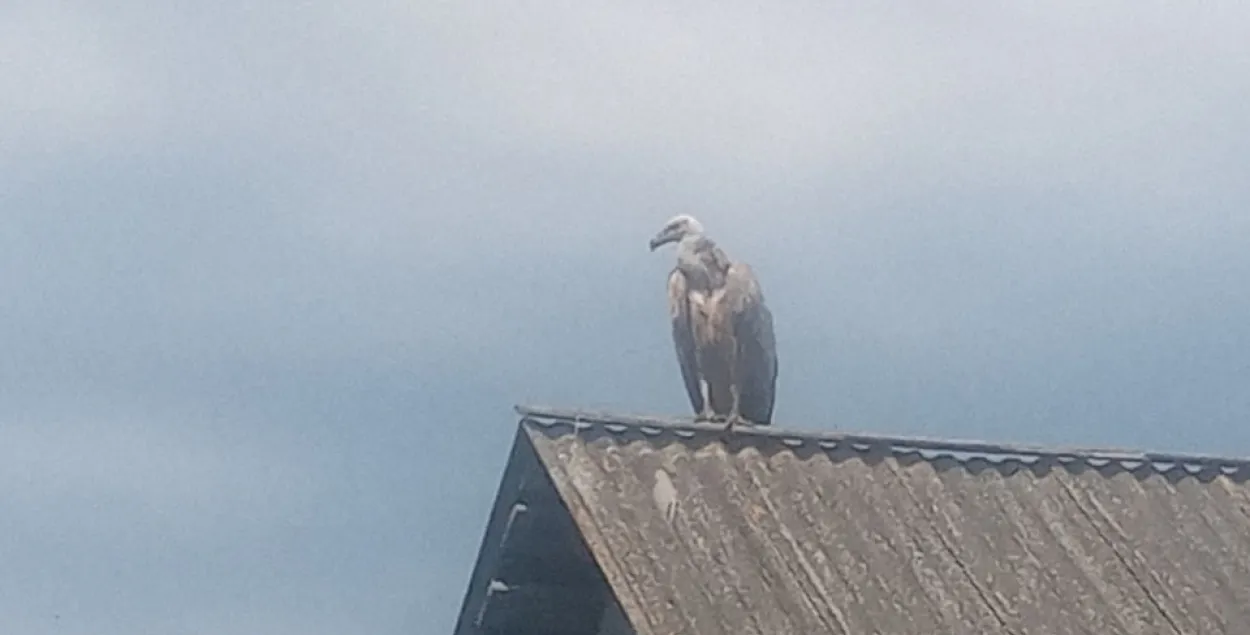 Griffon vulture (Gyps fulvus) in Viciebsk Region, northern Belarus
