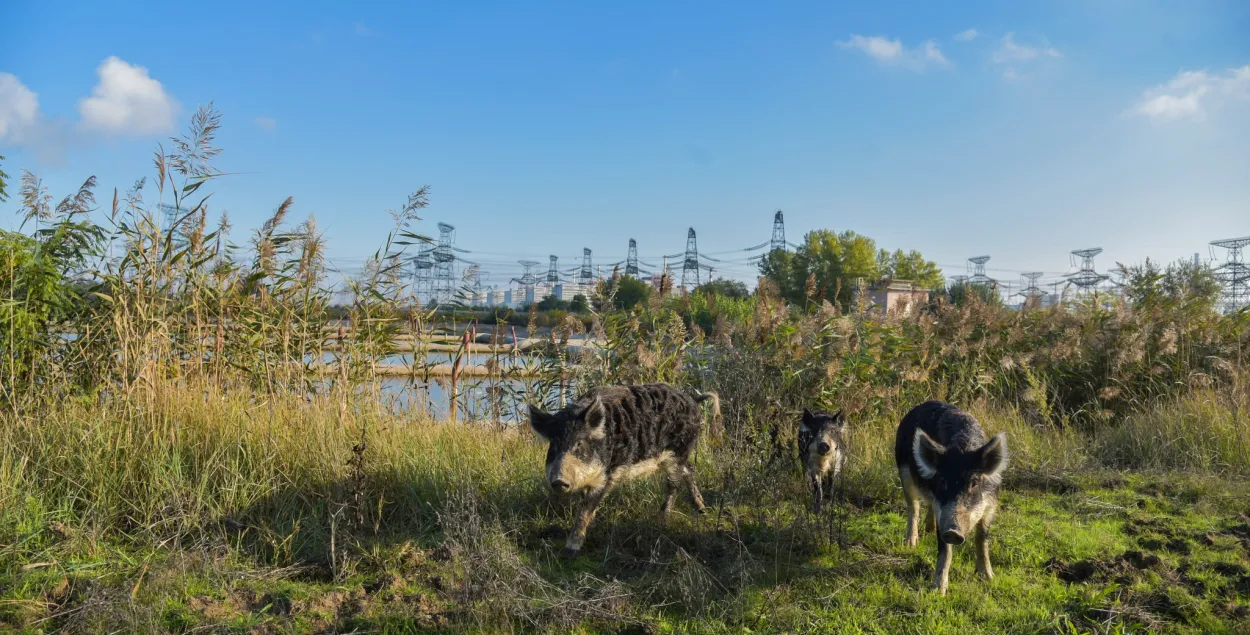 Дзікія жывёлы каля Запарожскай АЭС /&nbsp;facebook.com/energoatom.ua
