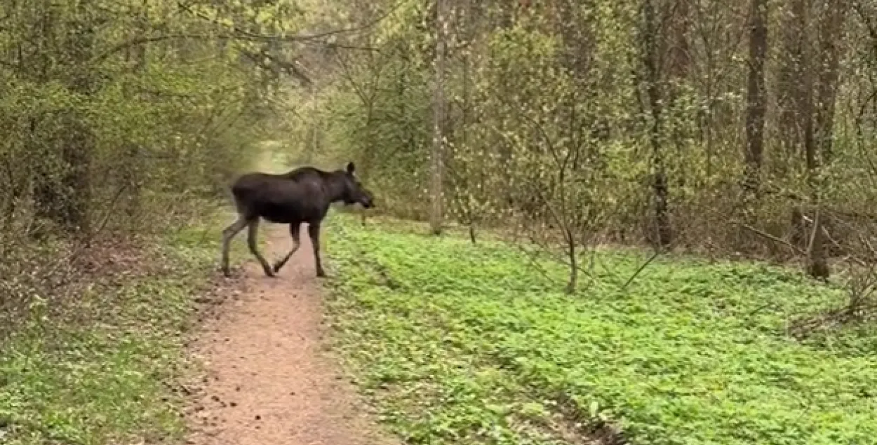 Скрыншот з відэа


&nbsp;


