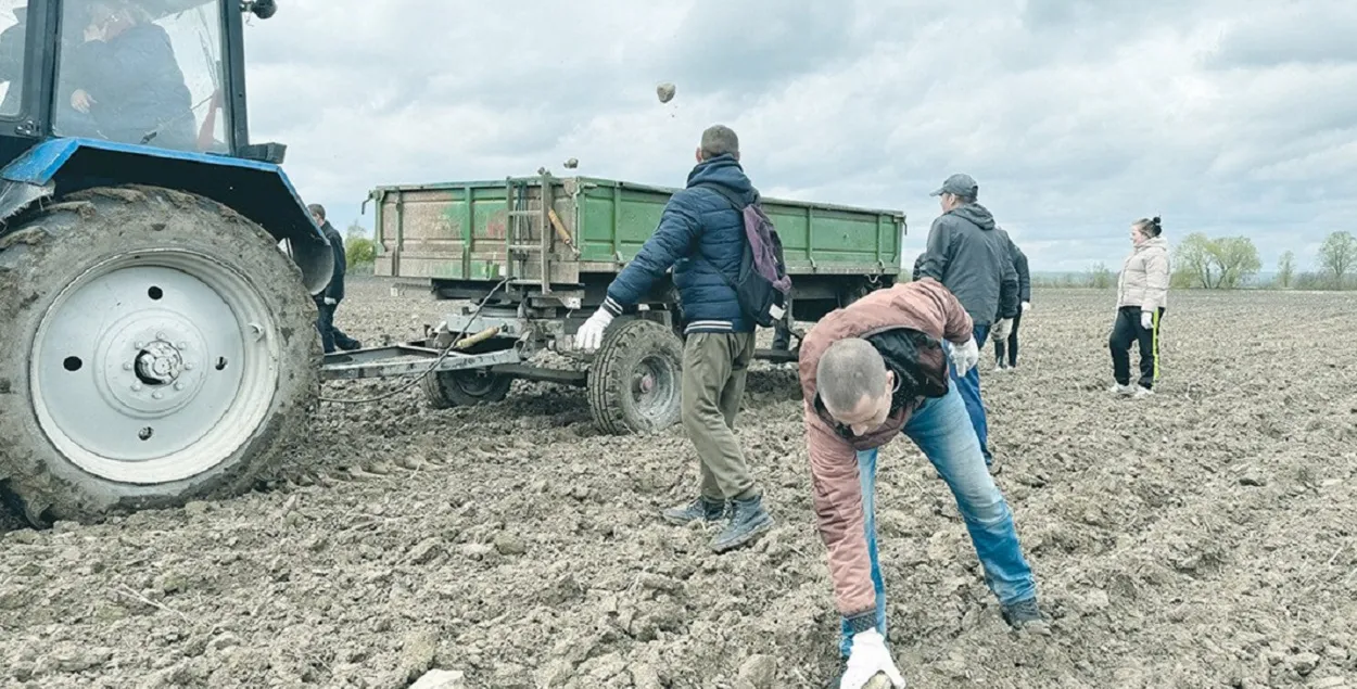 На полі агракомплексу "Яновічы"
