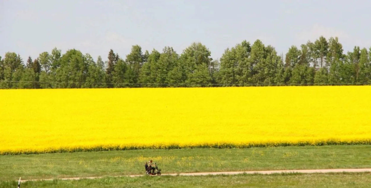 У траўні ў Беларусі
