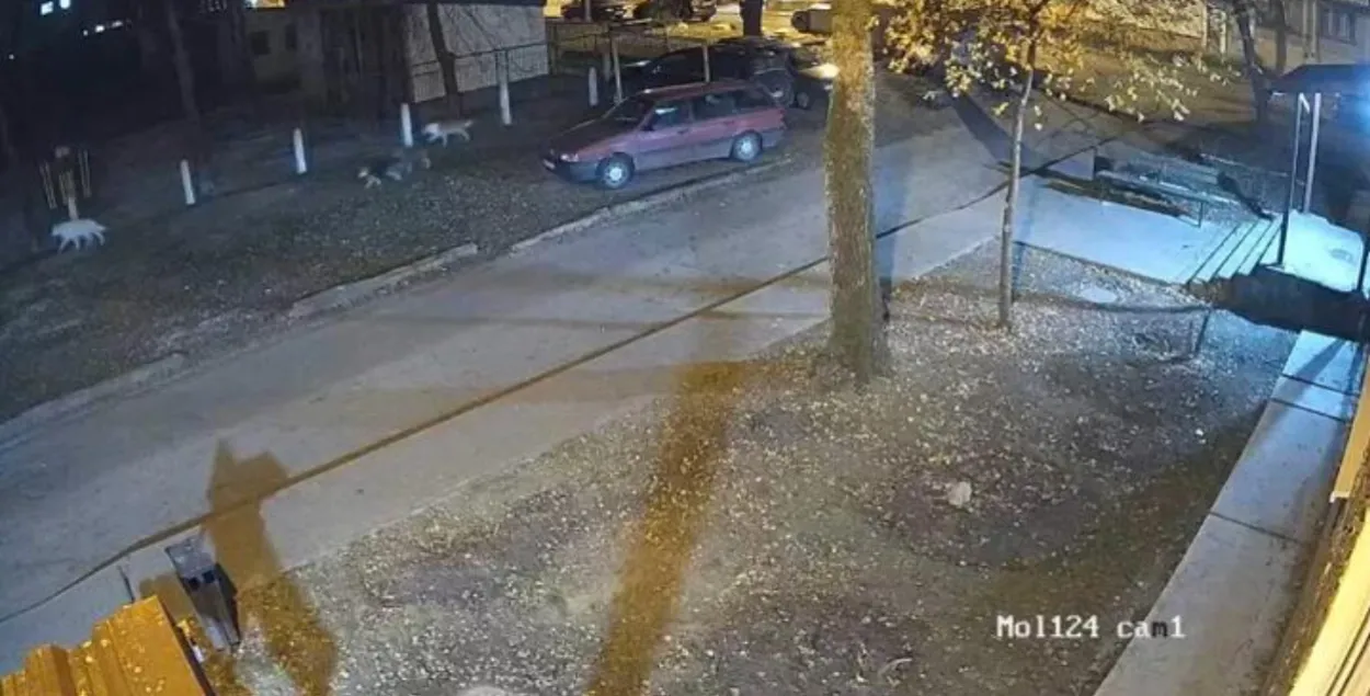 Бяздомныя сабакі ў Наваполацку

