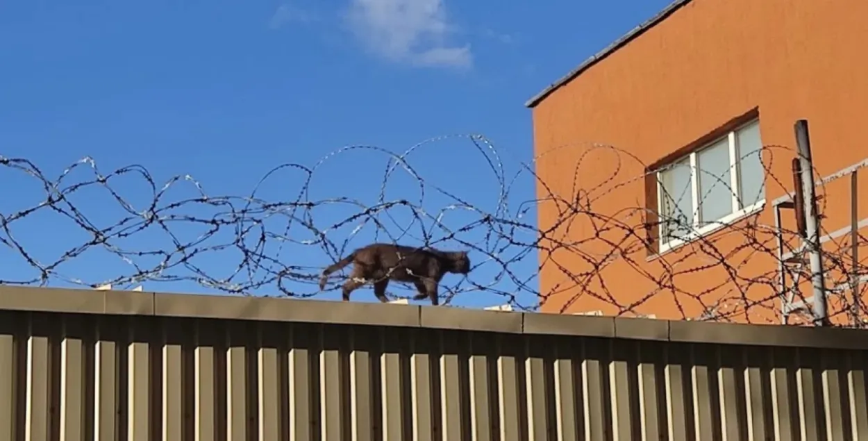 На Окрестина
