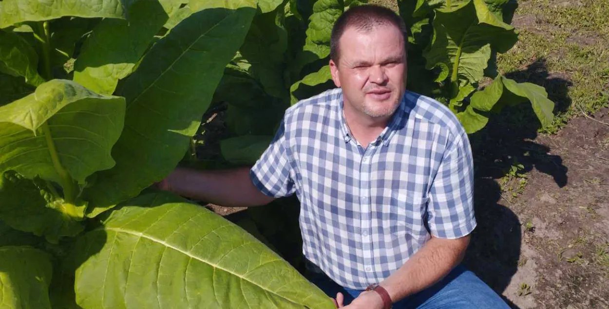 &nbsp;Віктар Сатышур дэманструе ўраджай беларускага тытуню
