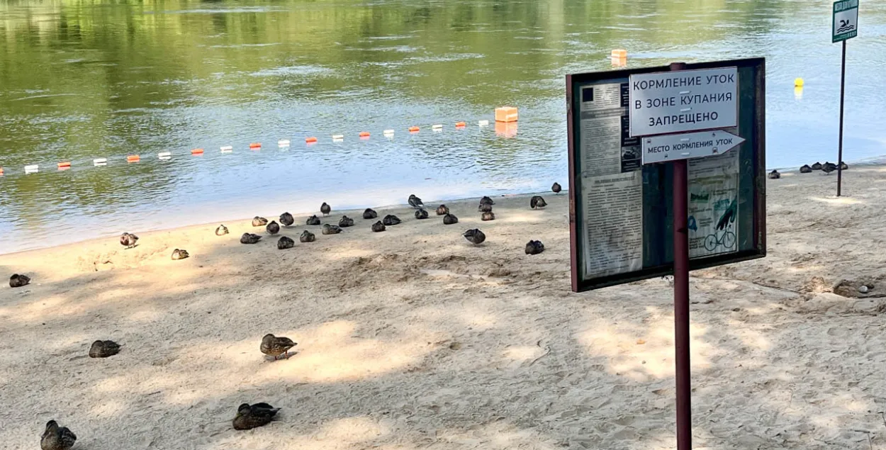 Качкі на пляжы ў Гродне
