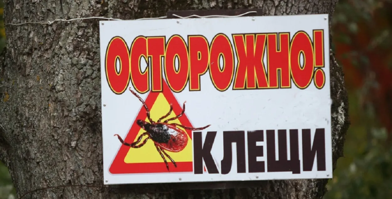Існуе рызыка нападу кляшчоў як на чалавека, так і на жывёл
