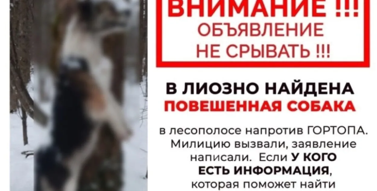 Оповещение о гибели собаки в Лиозно
