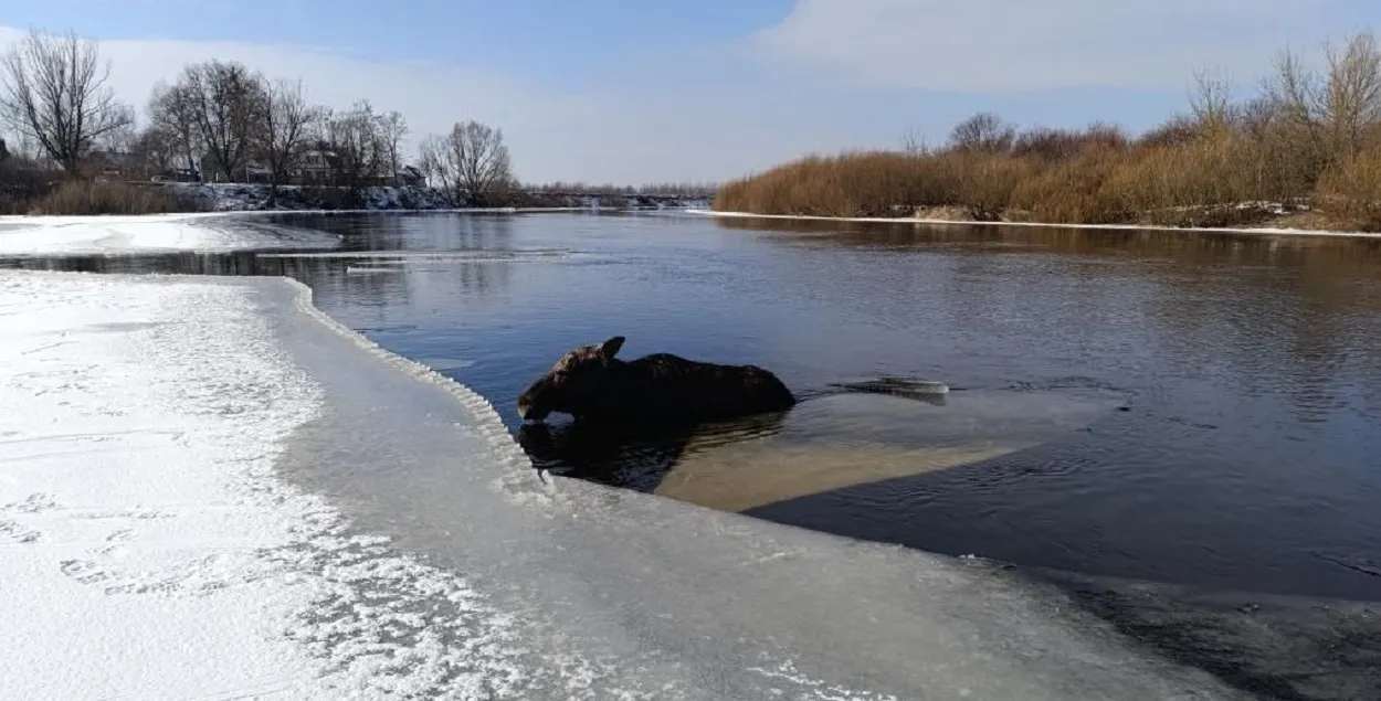 Самостоятельно попасть на берег лось не мог
