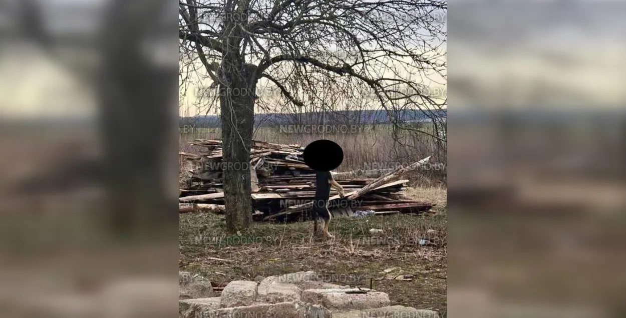 Сабака, павешаны ў Гродне
