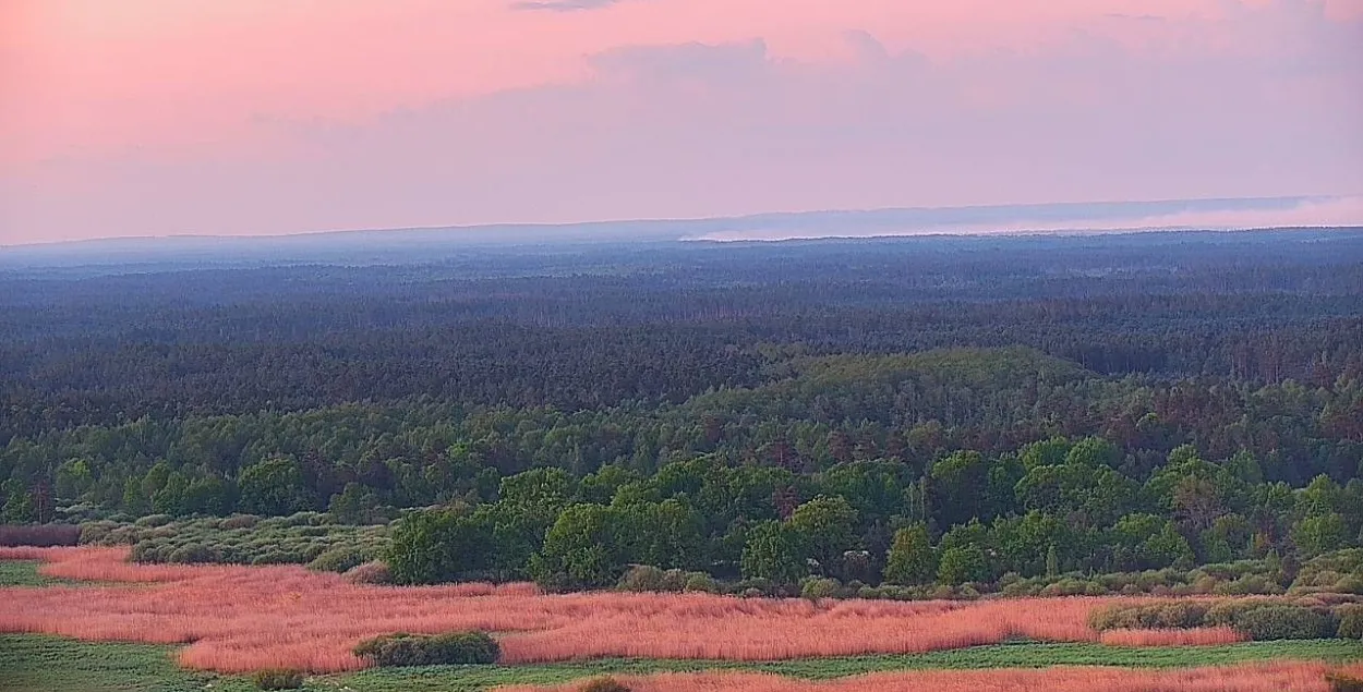 Лясны пажар
