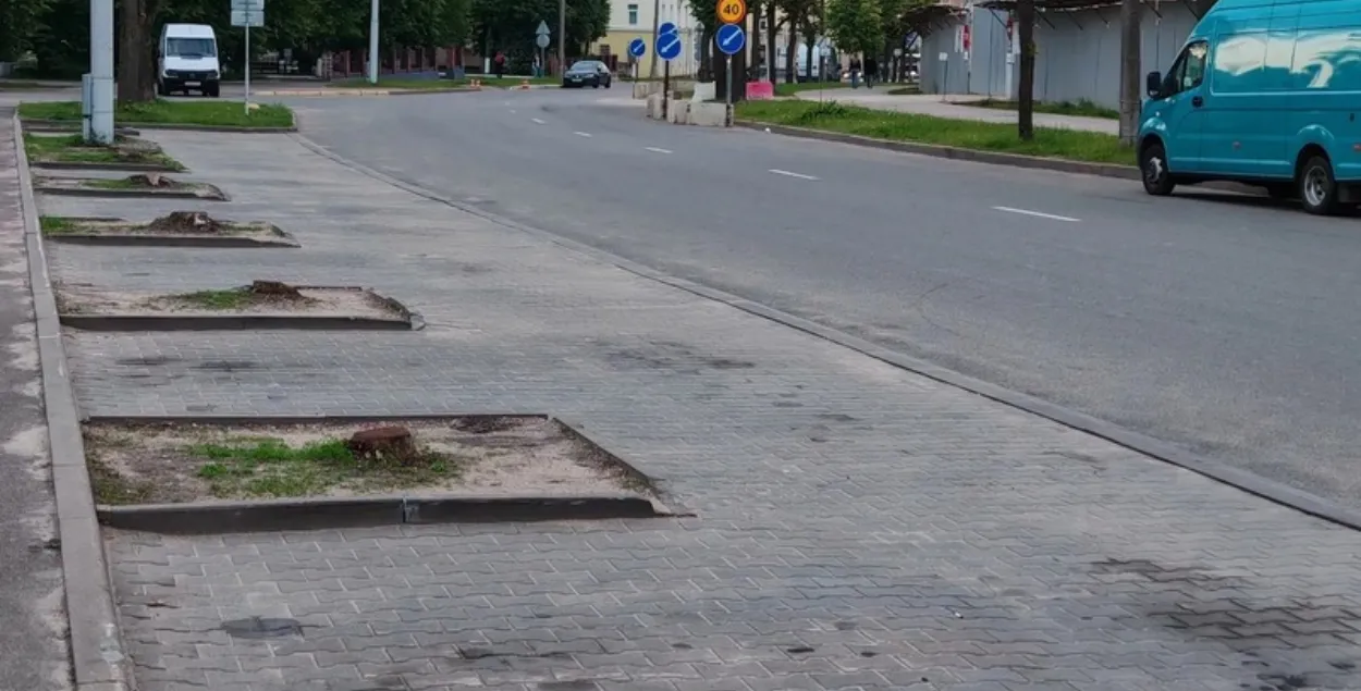 Вуліца Чырвоная засталася без каштанаў
