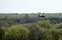 Вясной у Беларусі / З архіва Еўрарадыё
