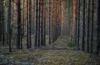 Лес вясной / bragin.by
