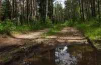 Лес пасля дажджу / З архіва Еўрарадыё
