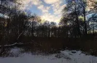 Надвор'е ў беларускім лесе / Еўрарадыё
