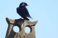 Ластаўка / t.me/wildlifebelarus/
