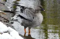 Вясна / t.me/wildlifebelarus/
