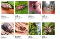 Абвесткі аб продажы хрушчоў / kufar.by
