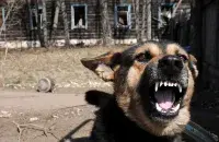 Крымінальную справу распачалі супраць сына загінулага / фота носіць ілюстрацыйны характар
