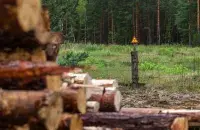 Wood from the contaminated area in Narowla district. Very soon, it will become a valuable round timber.
