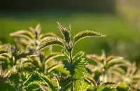 Крапіва / pexels.com
