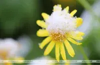 Ночные заморозки ожидаются в Беларуси / БЕЛТА​
