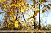 15 октября будет не холодно, но ветрено / БЕЛТА